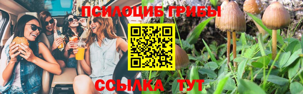цена наркотик  Псилоцибиновые грибы Psilocybine cubensis  Вход с VPN  Кингисепп 